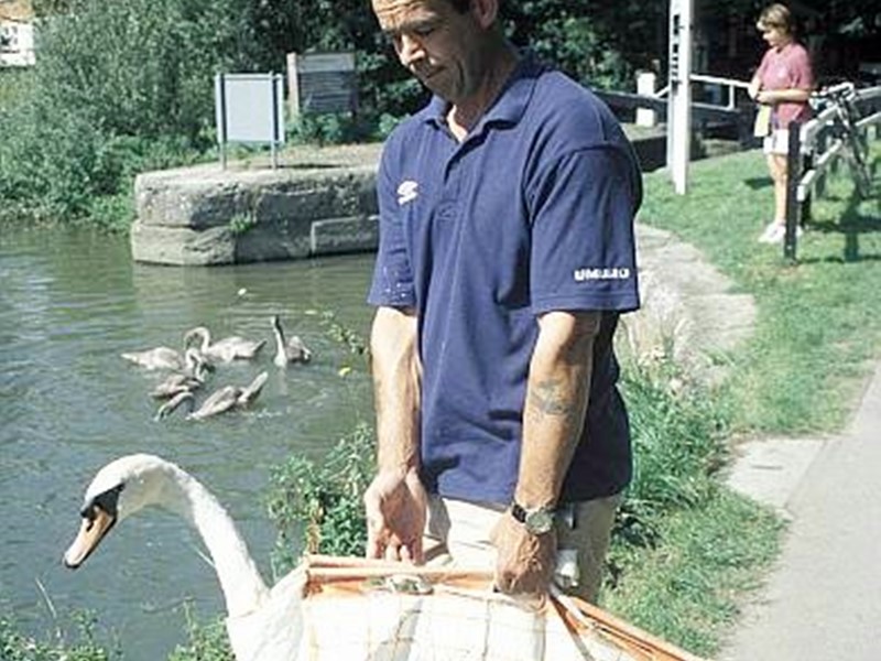 An injured adult swan is removed for treatment by the charity Swan Support while its cygnets are distracted by the provision of snacks